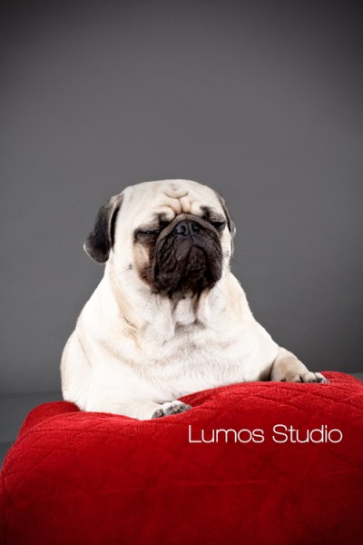 Pug poses for his portrait on a red velvet pillow